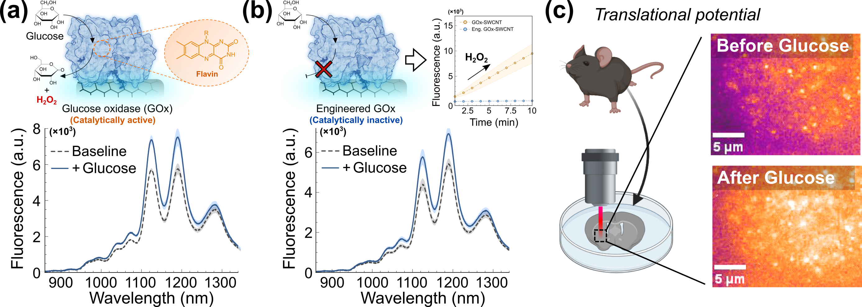 Engineered enzyme-carbon nanotube hybrids